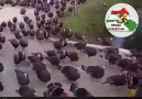 Ülkücüler Kerkük Yolunda....Şimdi Berzani Düşünsün