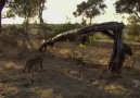 Um leopardo "se arrepende" de matar babuíno