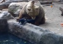 Um urso salvando um corvo do afogamento.