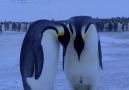Una mamá pingüino llora por su cría congelada