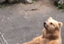 Un-bear-lievable!! A bear doing yoga!
