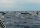 Unbelievable..Dolphins!!! <3