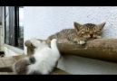 Un Chat bourré impossible à reveiller (Video Rire)