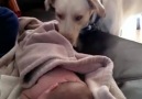Un chien recouvre un bébé