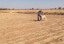 uncuların karabaş&oglu paşa - Kangal köpekleri