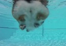 Underwater CORGI BUTT