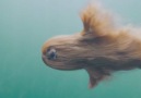 Underwater Dementor dog is here to take your soul and happiness