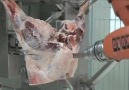 Une cellule robotisé découpe de la viande de A à Z