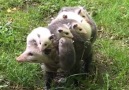 Une maman transporte sa cargaison de petits oppossums