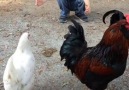 Une poule découvre la nouvelle coupe de cheveu de son ami humain!