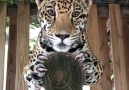 Une publication de Nature &ampamp animals in all their beauty le 1 janvier