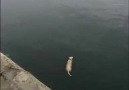 Une superbe amitié entre un chien et un dauphin