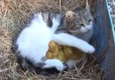 Ungewöhnliche Adoption