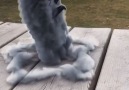 UNILAD - Amazing Smoking Pigeon Animation Facebook