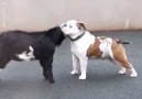 UNILAD - Goat And Bulldog Become Friends Facebook