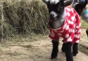 UNILAD - Newborn Goats Have Pajama Party Facebook
