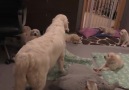 Unimetre - Anne köpek 8 haftalık yavrularına sakin kalmayı...