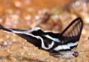 Unimetre - Ejderha kuyruklu kelebek