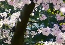 Unique Scenery - Mind-Blowing Cherry Blossom Flowering!!! Facebook