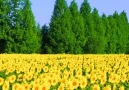 Unique Scenery - Such a Gorgeous Sunflower Field!!! Facebook