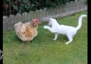 Unlikely Friends: Cat & Chicken Edition