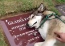 Un perro llorando encima de la tumba de su amiga
