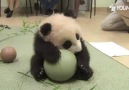 Un piccolo panda gioca con palla, che tenerezza!