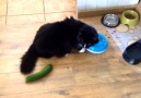 Unsuspecting Cats Get Completely Startled By ... Cucumbers? Yep.