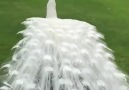 Upclose look to an amazing rear white peacock