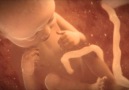 Updated Video Human Development in The Womb.
