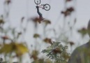 Upside-Down Cliffhangers on a MTB