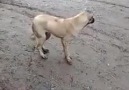 Urfalı Köpek Nasıl Olur ALın Size :)