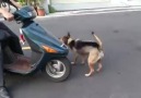 Us presentem el gos motorista!