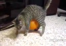 Üstüne Balon Yapışan Kedinin Dramı