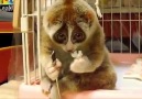 Utangaç Lemur=