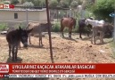 UYKULARINIZ KAÇACAK AFAKANLAR BASACAK !