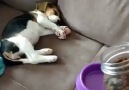 Uyuyan Yavru köpek mamayı görünce delirdi