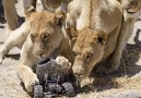 Uzaktan Kumandalı Kamera İle Tanışan Aslanlar