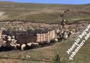 Uzandı geliyor gönlümün Efendisi - Hemşin Koyunu Çobanları