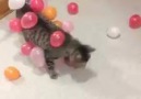 Üzerine yapışan balonlarla hediye paketine dönen kedi