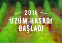 2016 Üzüm Hasadı Başladı