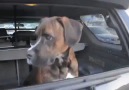 Uzun Zaman Görmediği Sahibine Kavuşanca deliren KÖPEK :))