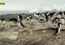 Vahşi Antartika İlkbaharı Karşılıyor..