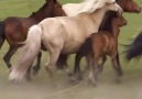Vahşi Atları Evcilleştirmek