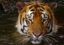 Vahşi Hayvanların Muhteşem HD Görüntüleri