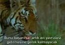 Vahşi Yaşam: Kaplan_Wild Life: Tiger [1/3]