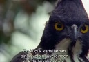 Vahşi Yaşam: Kartal_Wild Life: Eagle [3/3]