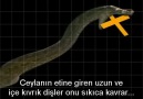 Vahşi Yaşam: Yılan_Wild Life: Snake [3/3]