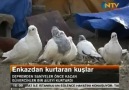 VAN DEPREMİNDEN KURTARAN GÜVERCİNLER. SEVGİ BUDUR...