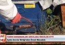 Varroa Mücadelesi Neden Önemli -